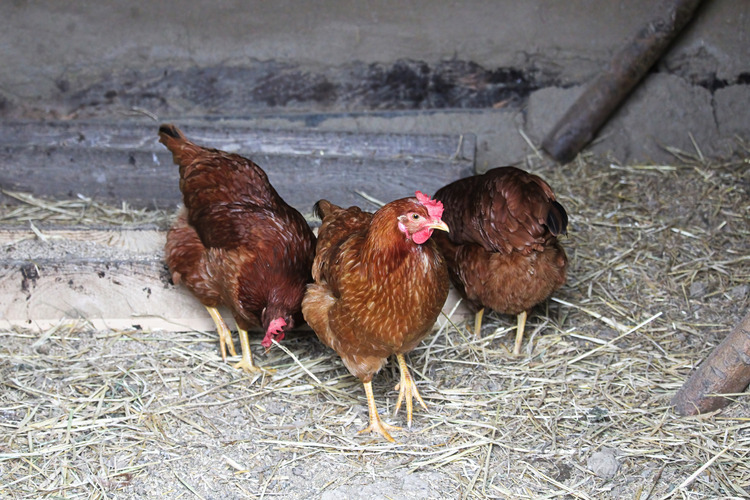 poultry-litter-treatment